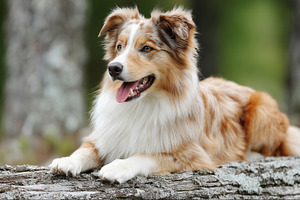 Happy Border Collie dog resting on, an Animal Photo by MistyDay