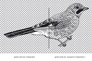 Garden Birds. Black & white, an Animal Illustration by olga.korneeva (Thumbnail 6 of 7)