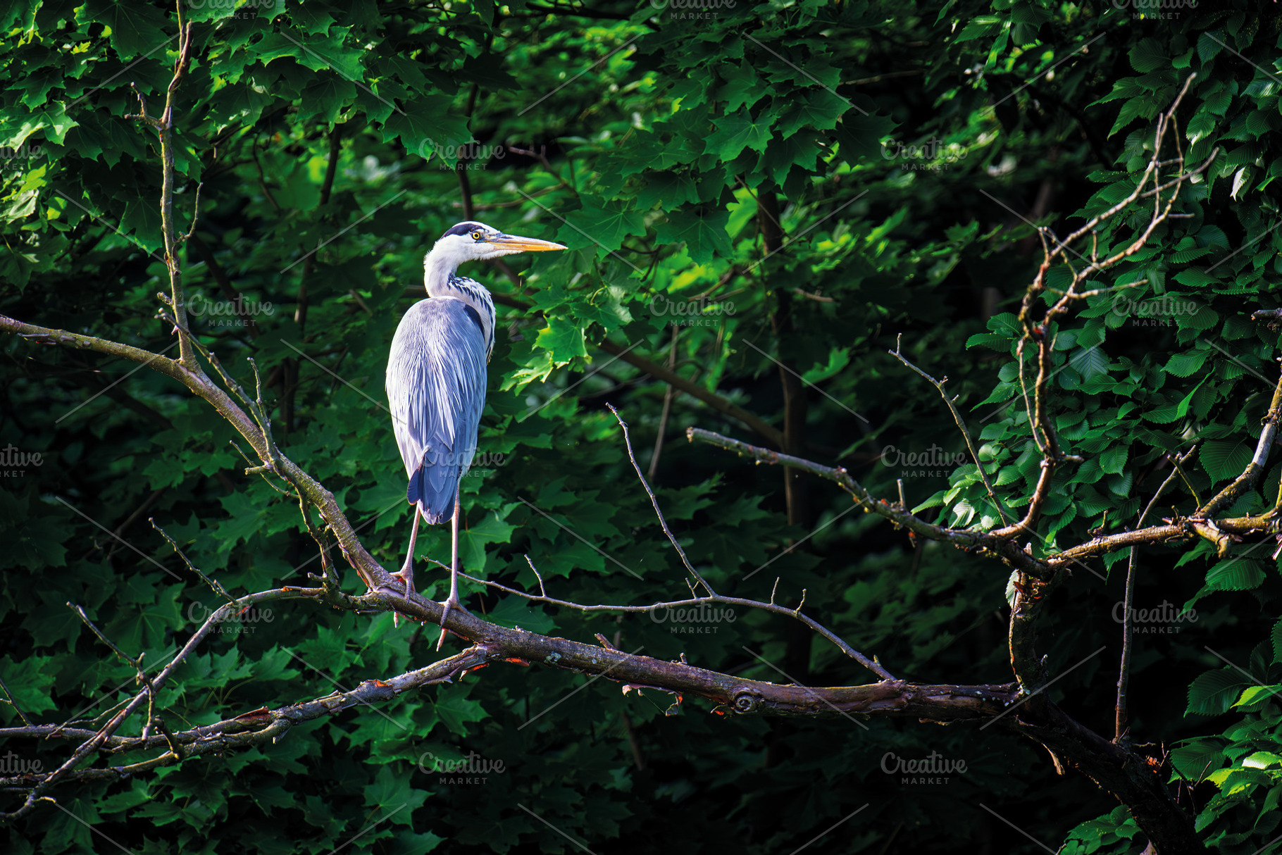 Big grey heron on the tree. Wild wading bird with long legs and, an Animal Photo by Byrdyak