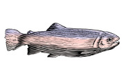 Woodcut Trout, an Animal Illustration by blue67sign (Thumbnail 1 of 2)