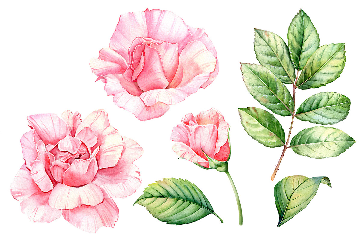 Watercolor Botanical Rose Flowers, an Illustration by Akvarelldesign (Photo 2 of 3)