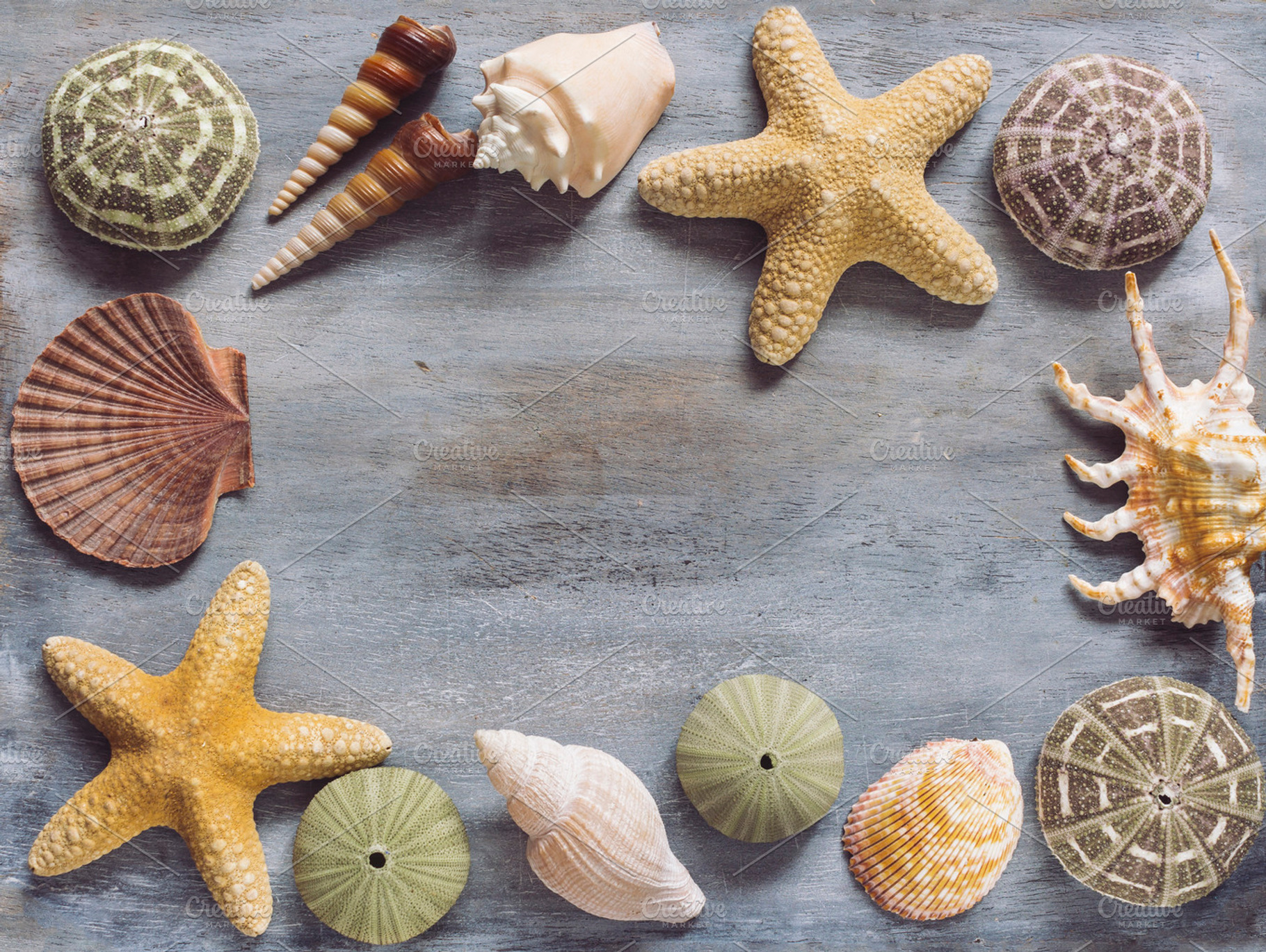 Seashells Flat Lay, a Nature Photo by LidiaP