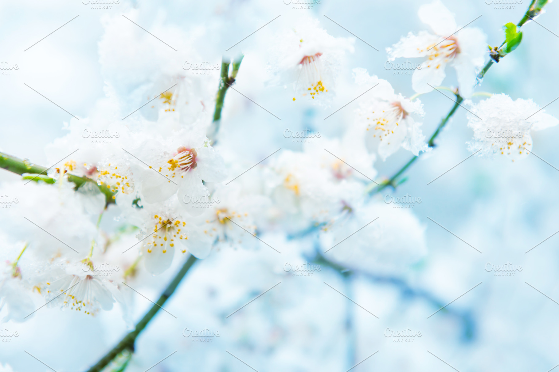 White flowers of branch cherry tree, a Nature Photo by Vapi