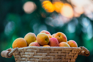 Ripe apricots on the basket featuring apricot, peach, and closeup, a Food & Drink Photo by Mark Borbely