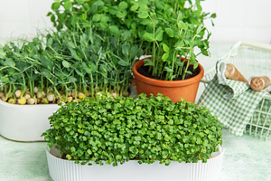 Growing microgreens at home for healthy eating, a Photo by Olena Rudo