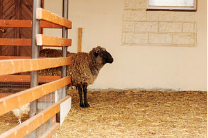 Sheep standing in a barn during, an Animal Photo by darksoul72