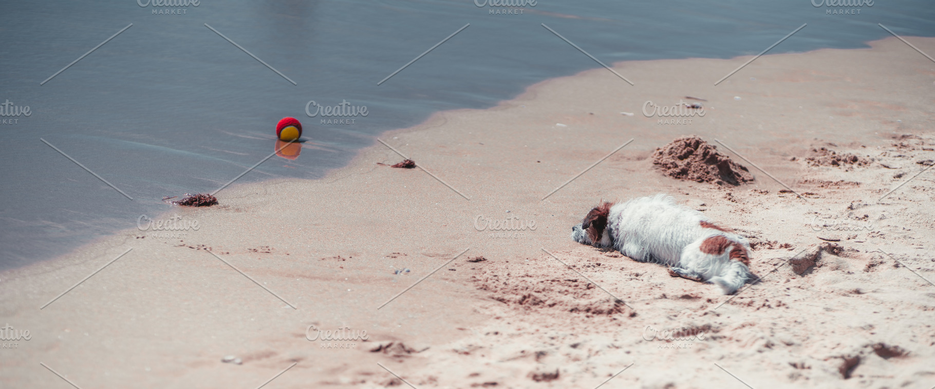 Dog Watching Ball at Shore, an Animal Photo by SkyNext