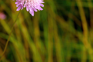 Delicate pincushion flower blooming in a field of green grass, an Abstract Photo by Antonio Gravante Market