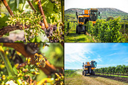 Viticulture /32 pics, a Brushes & More by tydla (Thumbnail 3 of 9)