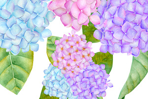 Hydrangea Watercolor Illustration