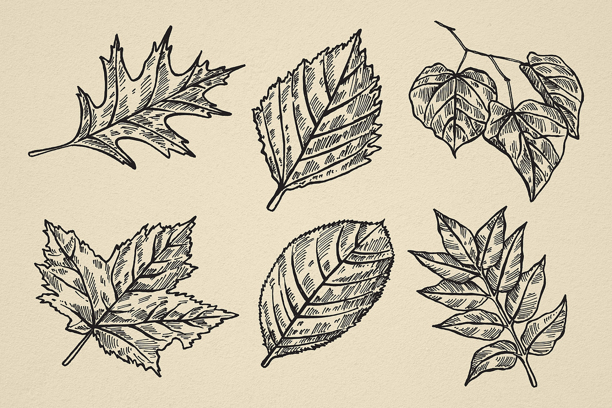 Nature Forest Hand drawn Elements #2, an Illustration by Artolabs (Photo 5 of 6)