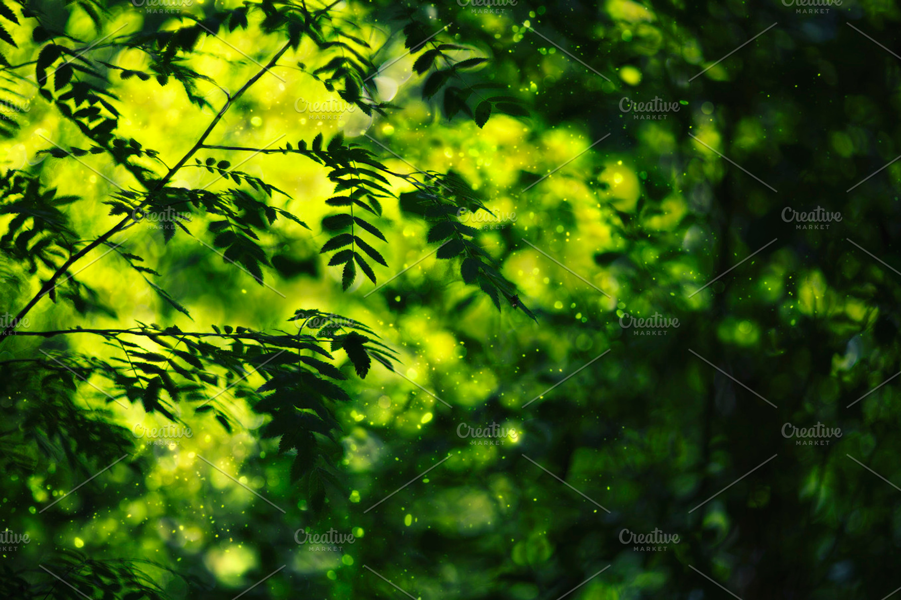 green rowan leaf on light blured bg, a Nature Photo by ArtChamomile