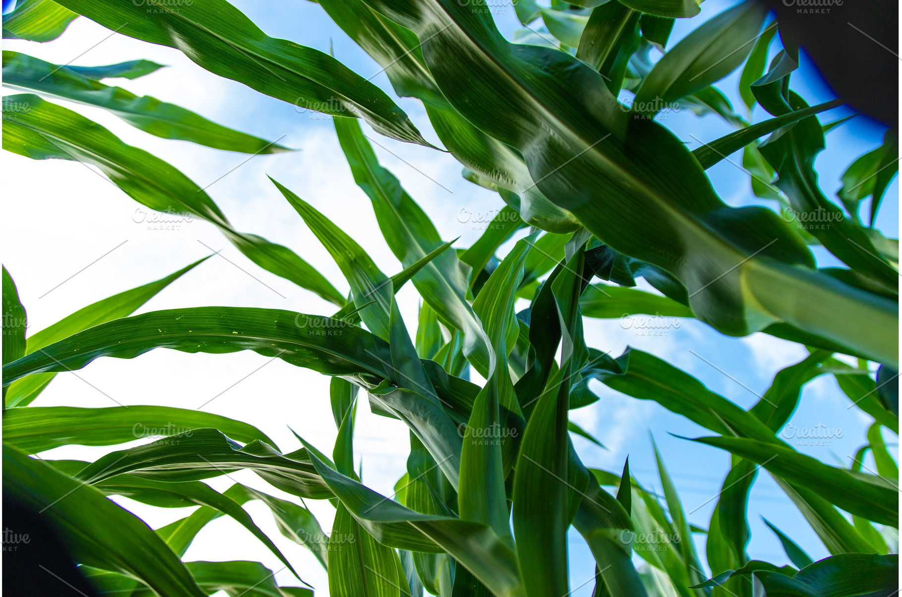 Field corn grows in the field, a Nature Photo by yanadjana