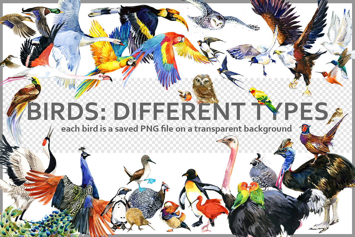 Watercolor Birds collection PNG, an Animal Illustration by FineArt (Photo 1 of 7)