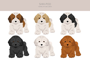 Shih Poo Shih Tzu Poodle Mix