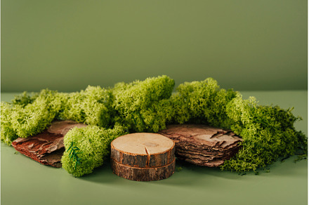 Composition of bark tree and moss on