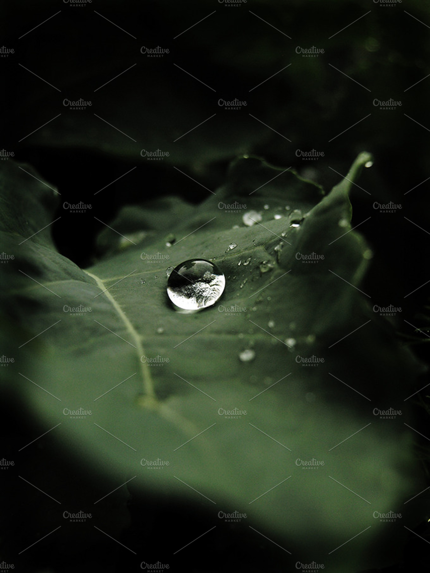 A Drop On Broccoli Leaf