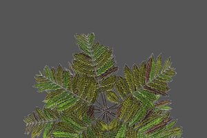 Alsophila Fern Old