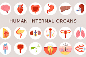 Human internal organs illustration, a Healthcare Illustration by Neliakott ♥