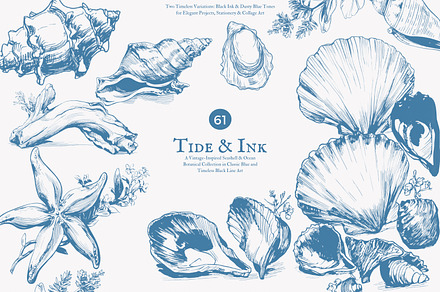 seashell clipart ocean sketch set, a Decorative Illustration by Patishop Art