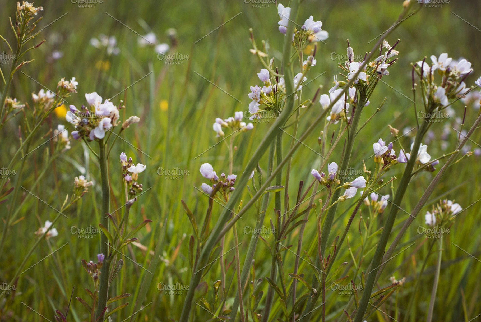 Floral Meadow
