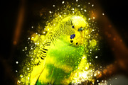 Shimmer Photoshop Action, an Action Add-On by AB-TheDesigner (Thumbnail 4 of 4)