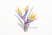Exotic Watercolor Bird of Paradise, a Decorative Illustration by New-School-Wave (Thumbnail 3 of 5)