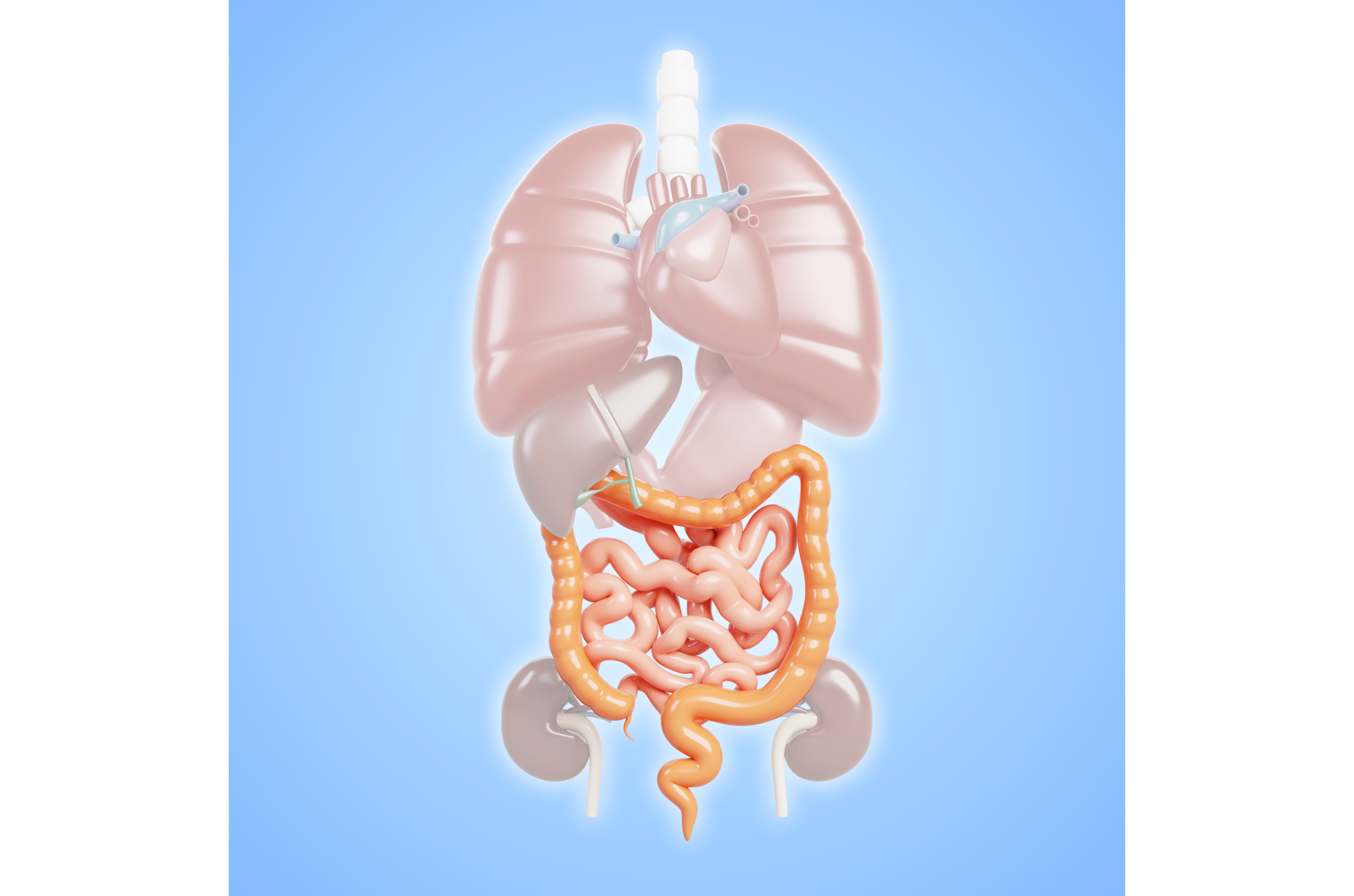 3d anatomy human internal organs, a Healthcare Illustration by ...