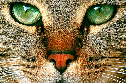 tabby cat potrait with green eyes, an Animal Photo by COLORFUL
