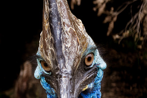 Cassowary Portrait Close Up