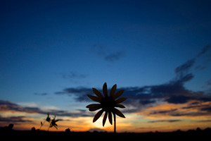 Dusk daisy featuring sunset, daisy, and flower