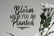 Black Hymned - Font Trio, a Script Font by Littlehand (Thumbnail 9 of 9)