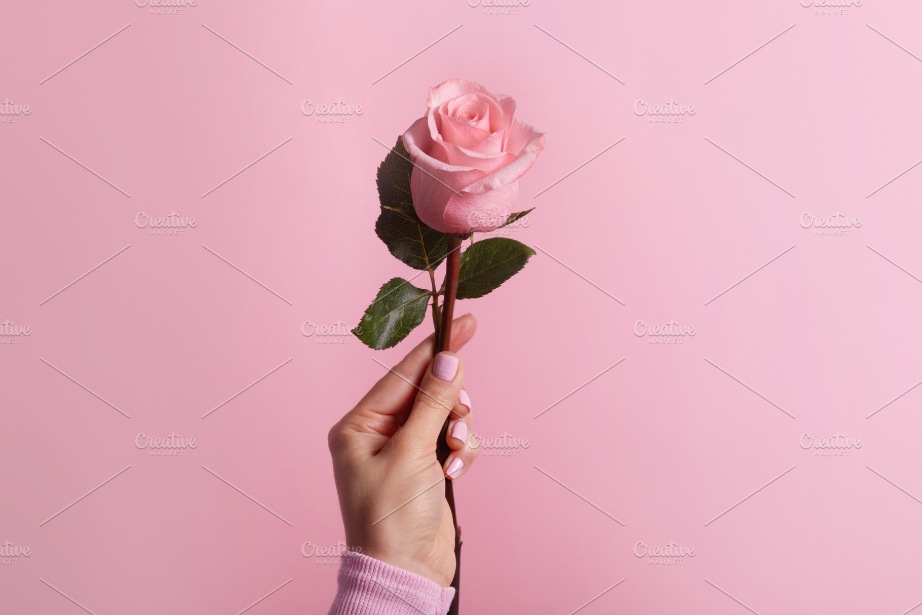 Close-up of a hand holding a single pink rose against a solid pa, a Holiday Photo by Ales Munt