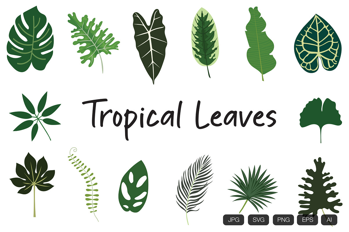 14 Tropical Leaves Hand Drawn, an Object Graphic by vintagio