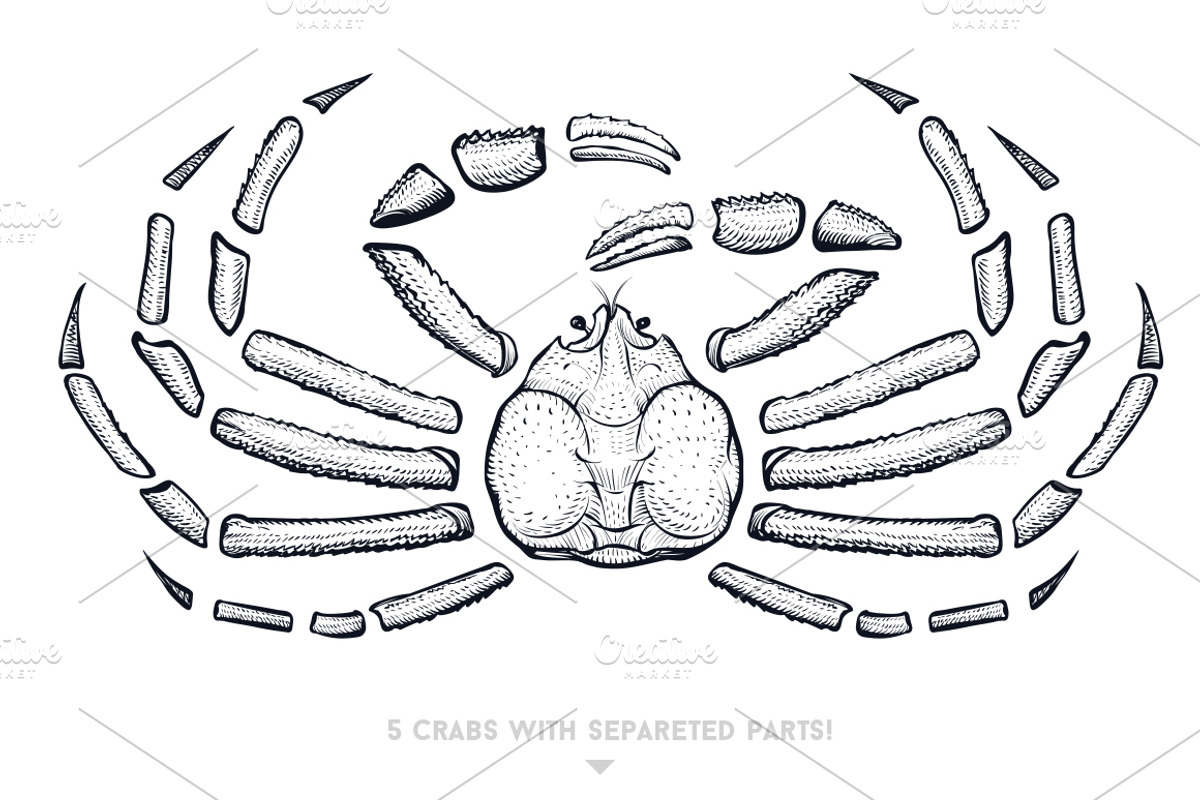 Crab Sketch Editable illustrations, an Object Graphic by Aquatinta (Photo 5 of 11)