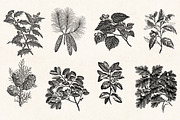 Leaves & Twigs Vintage Illustrations, an Illustration by Graphic Goods (Thumbnail 3 of 10)