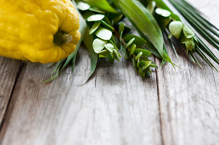 Symbols of sukkot containing species, culture, and willow