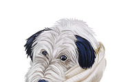 Dogs Cross Breeds 56 Animals Bundle, an Animal Illustration by Dneprstock (Thumbnail 40 of 55)