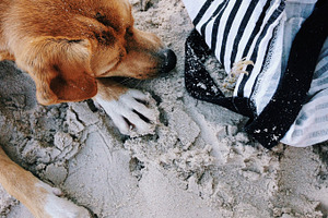 Beach dog containing beach, dog, and sand
