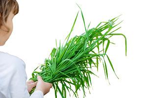 Bio herbs on a home farm a children., a Nature Photo by yanadjana