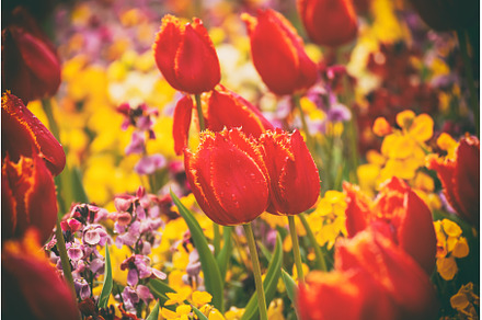 Red tulip flowers