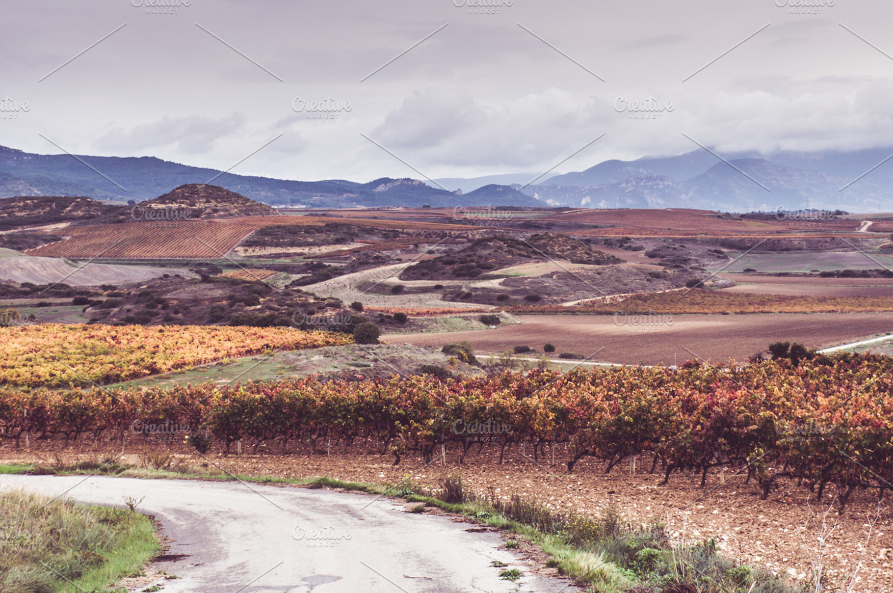 Vineyard landscape in Spain, a Nature Photo by Irantzu Arbaizagoitia