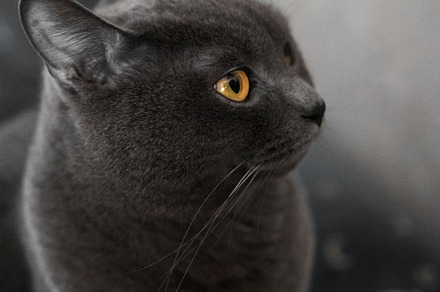 portrait of a British gray cat, close-up, space copy, an Animal Photo by TanaCh