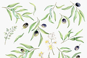 Olive Branches Watercolor Set, a Decorative Illustration by Daryartsy (Thumbnail 9 of 11)