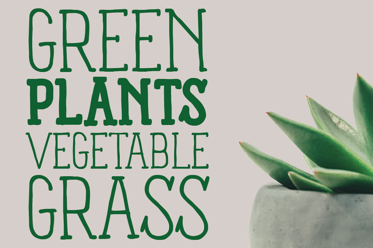Panforte Serif - 6 fonts preview 4
