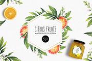 CITRUS FRUITS, an Illustration by Elena_Sedova (Thumbnail 1 of 8)