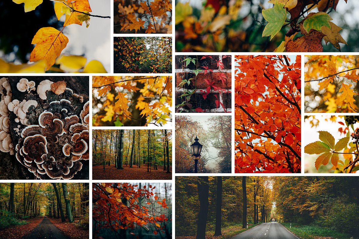 100+ New Hi-Res Autumn Photos, a Background Photo by moonloop (Photo 8 of 13)