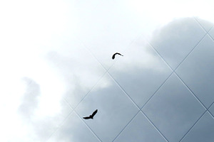 Eagle Pair in the Sky 2 Photograph