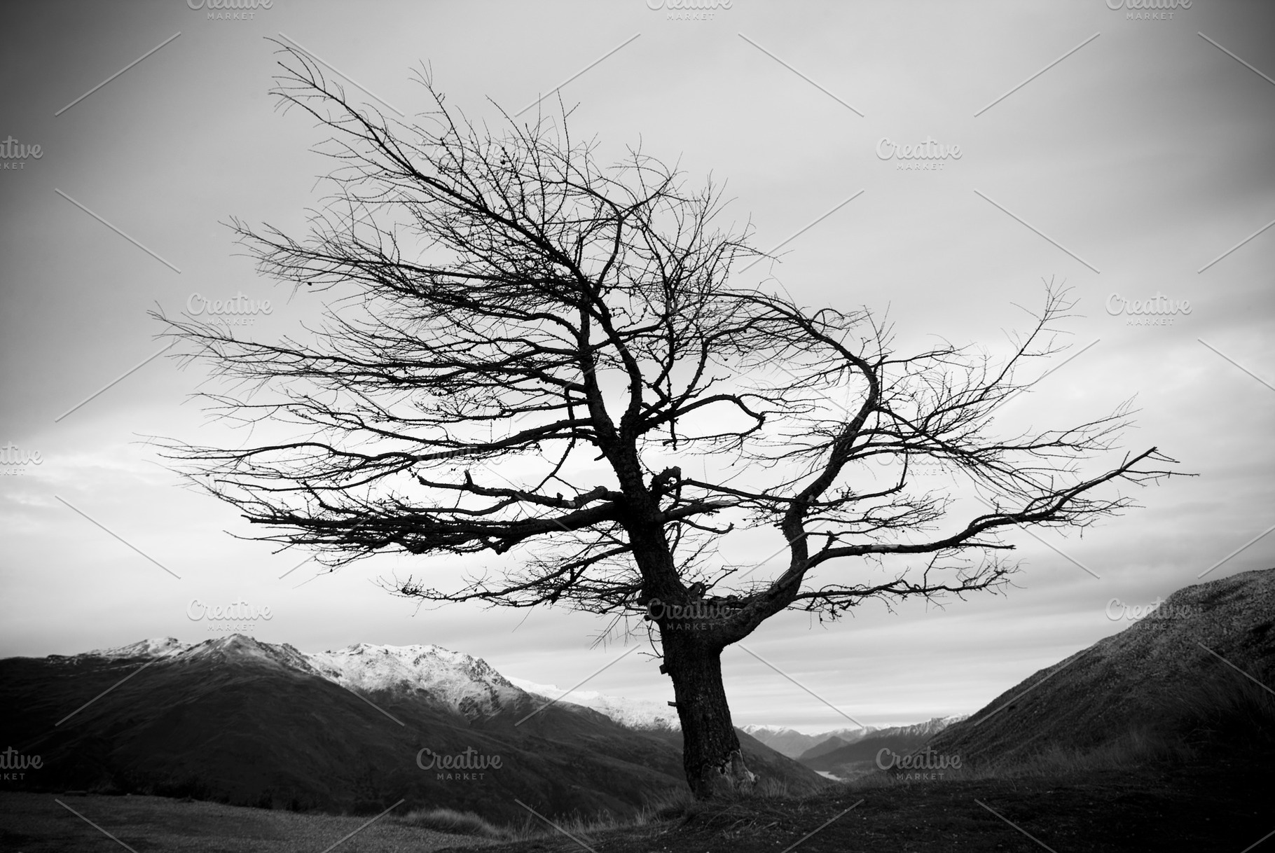 Winter Tree Black And White, a Nature Photo by THP Creative