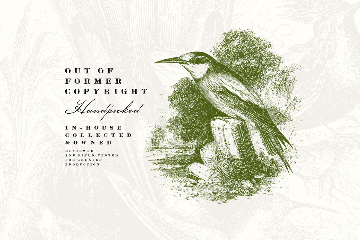 58 Birds Illustrations, an Illustration by Unember (Photo 2 of 4)